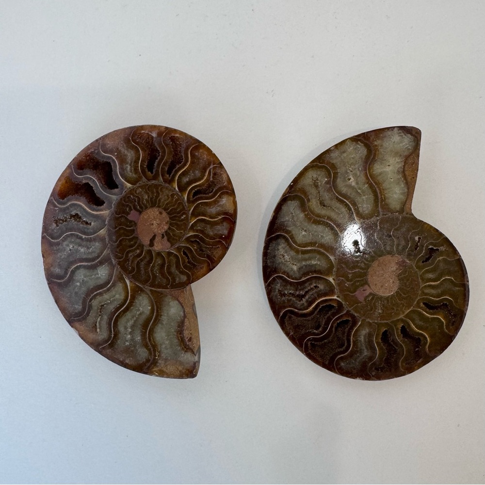 Large Matching Pair of Iridescent Polished Ammonite Fossils from Morocco - Picture 4 of 16